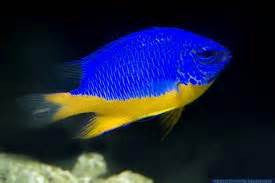 Blue Yellowbelly Damselfish "Chrysiptera hemicyanea"