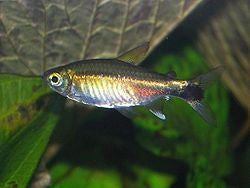 Costello Tetra