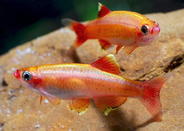 Golden White Cloud Mountain Minnow - "Tanichthys albonubes"